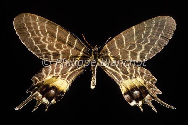 bhutanitis lidderdalii.JPG - Bhutanitis lidderdaliiLepidoptera, PapilionidaeInde